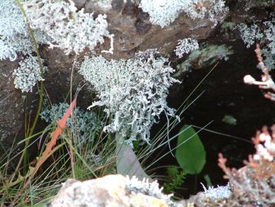Moss groes everywhere even on rocks