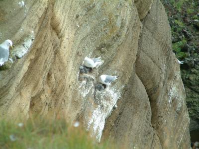 Seabirds with youngins in their nests