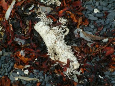 Some of the growth from the sea washed ashore