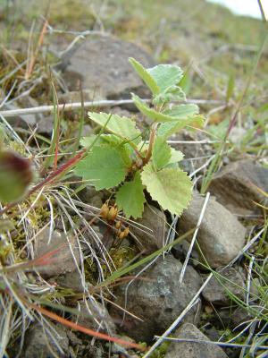A small birch plant, just starting to grow