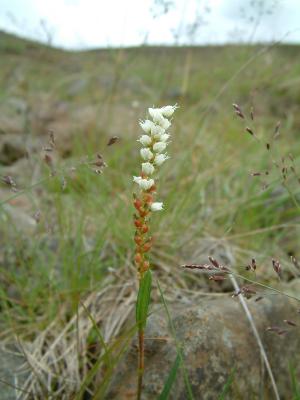 One of many very small plants that grow wild in Iceland