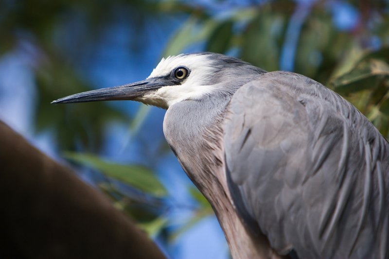 White Faced Heron