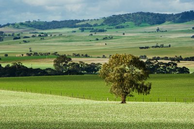 Shades  Of  Green