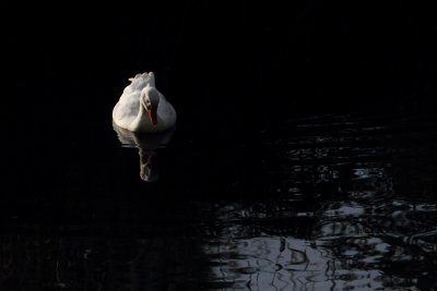 Late afternoon swim