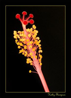 Hibiscus stamen