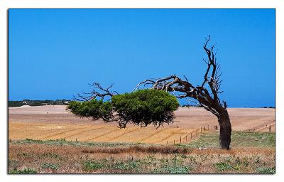 Shaped by the wind