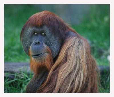 Orangutan, Adelaide Zoo South Australia