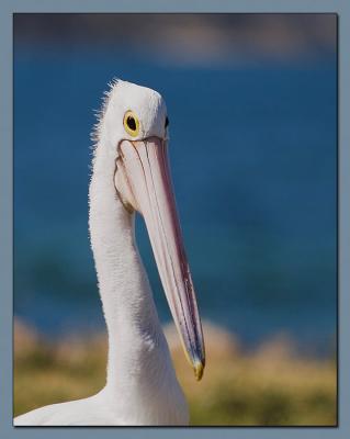 Pelican Portrait