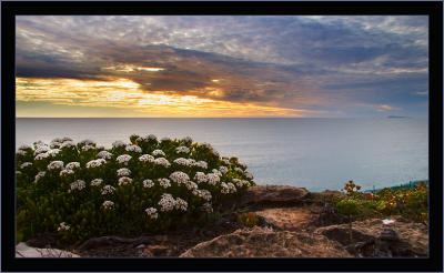 Cliff top wildflowers, Ethel Bay