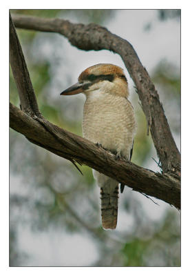 Kookaburra