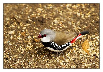 g3/27/634527/3/57549778._MG_8784r_c2_diamond_firetail_pbase.jpg