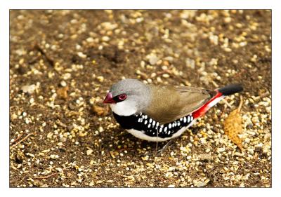 Diamond Firetail