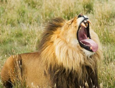 Lion around at the Monarto Zoological Park, South Australia