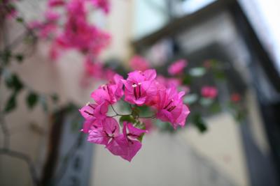 IMG_8523.JPG