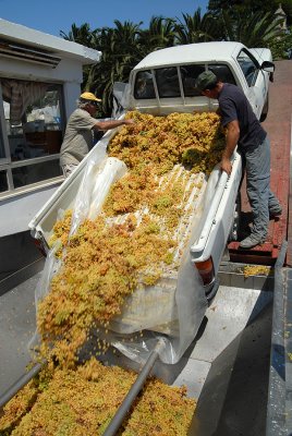 Wine production in Archanes