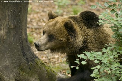 Ursus Arctos