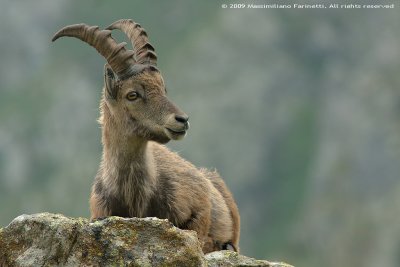 alpine_ibex