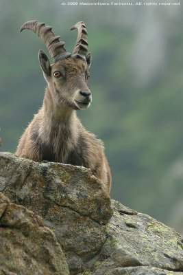 alpine_ibex