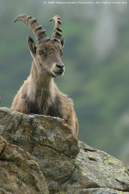 Capra Ibex