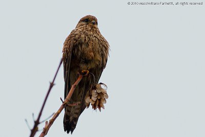 Falco tinnunculus