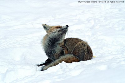 Vulpes vulpes