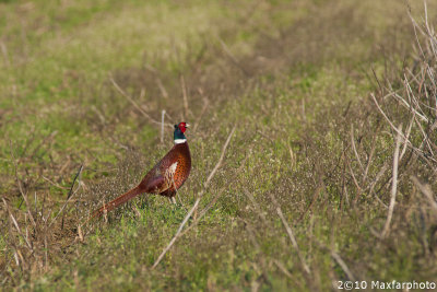Phasianus colchicus
