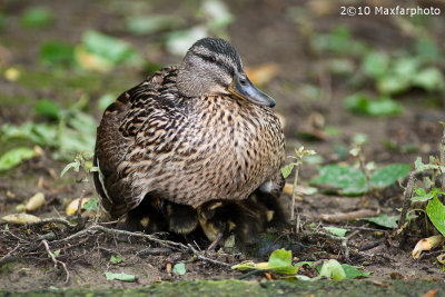 Anas Platyrhynchos