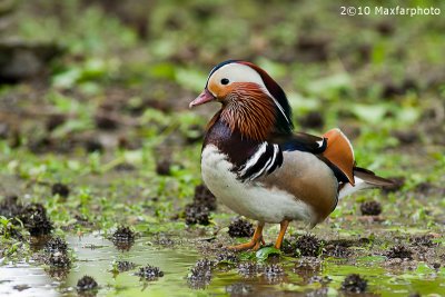 Aix Galericulata
