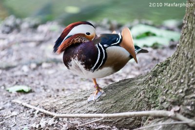 Aix Galericulata