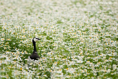 Branta Leucopsis