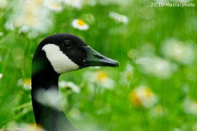 Branta Canadensis