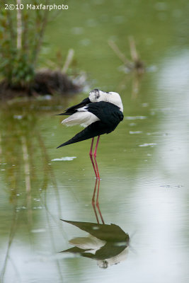 Himantopus himantopus