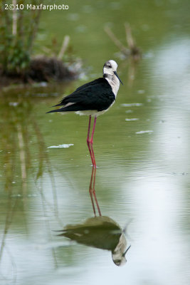 caradriiformes