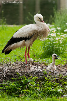 Ciconia ciconia