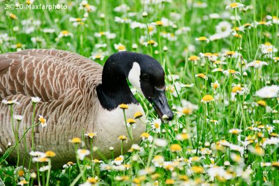 Branta Canadensis