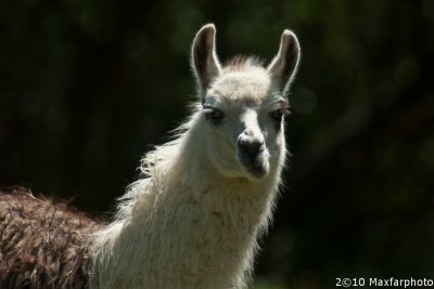 Lama glama