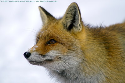 Vulpes vulpes