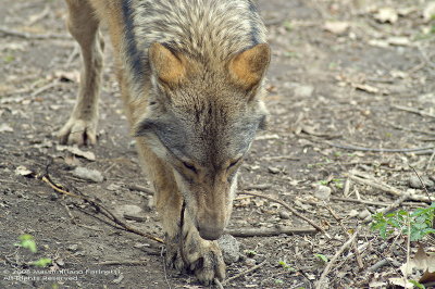 Canis Lupus