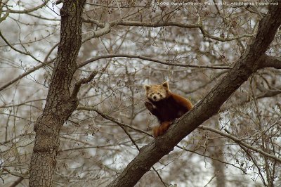 Ailurus Fulgens