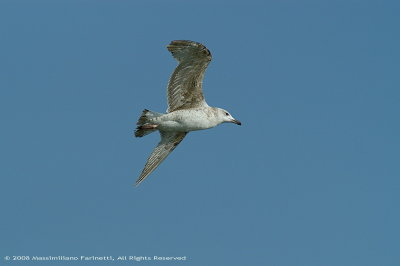 Larus Michaellis