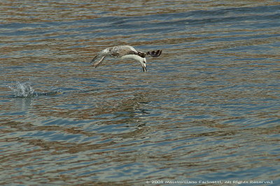 Larus Michaellis