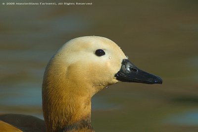 Tadorna Ferruginea
