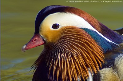 Aix Galericulata