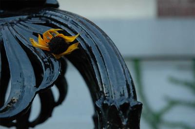 Black Newel with Black Eyed Susan