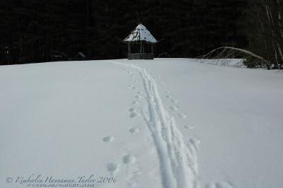 Fresh Tracks