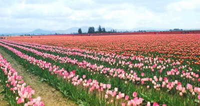 Tulip Festival Skagit Valley and Seattle