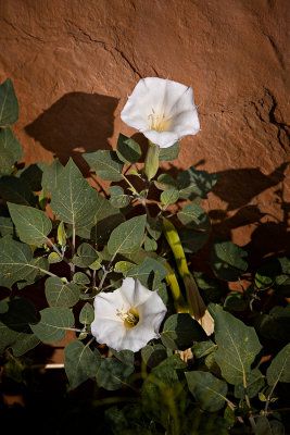 Sacred Datura