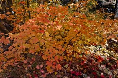 Fall_Color07-53-Edit.jpg