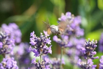 Baby Hummingbird Hawk Moth