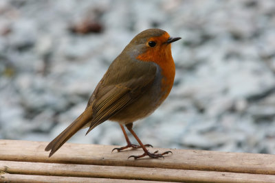 Robin